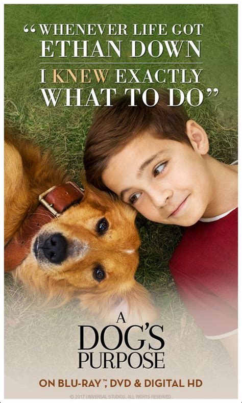 a dog's purpose movies in order